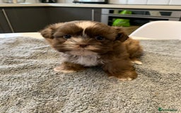 Shih Tzu dogs for sale: Shih Tzu puppies ready 27 th August  - Image 8