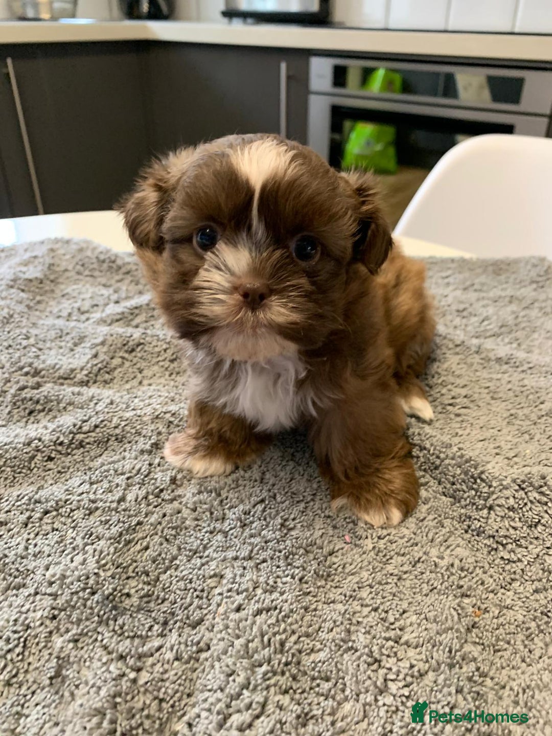 Shih Tzu dogs for sale: Shih Tzu puppies ready 27 th August  - Image 8