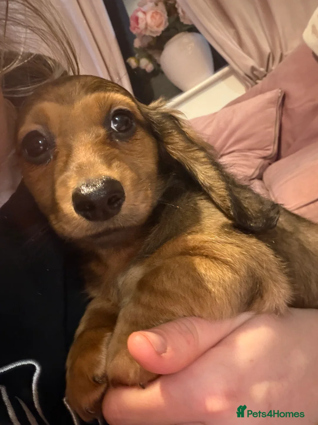 Dachshund dogs for sale: Dachshund puppies  in Sandbach - Advert 25