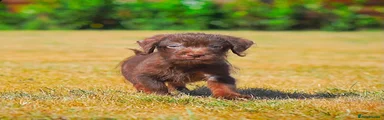 Mixed Breed 3