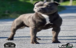 Staffordshire Bull Terrier dogs for sale: Top Quality Blue Staffordshire Bull Terriers  - Image 3