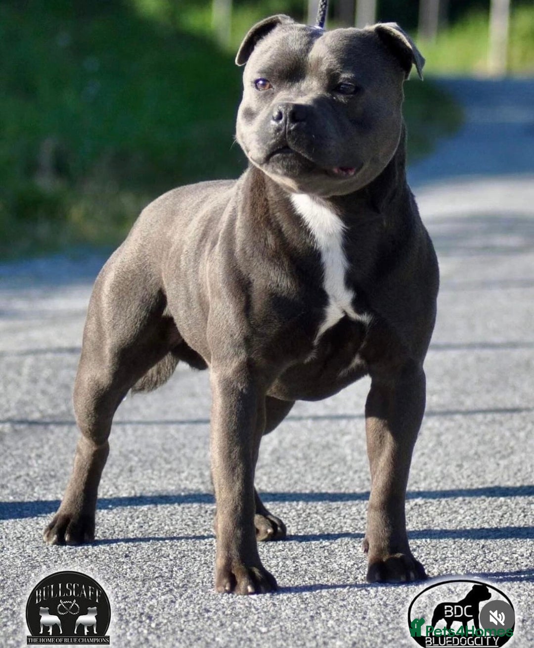 Staffordshire Bull Terrier dogs for sale: Top Quality Blue Staffordshire Bull Terriers  - Image 3