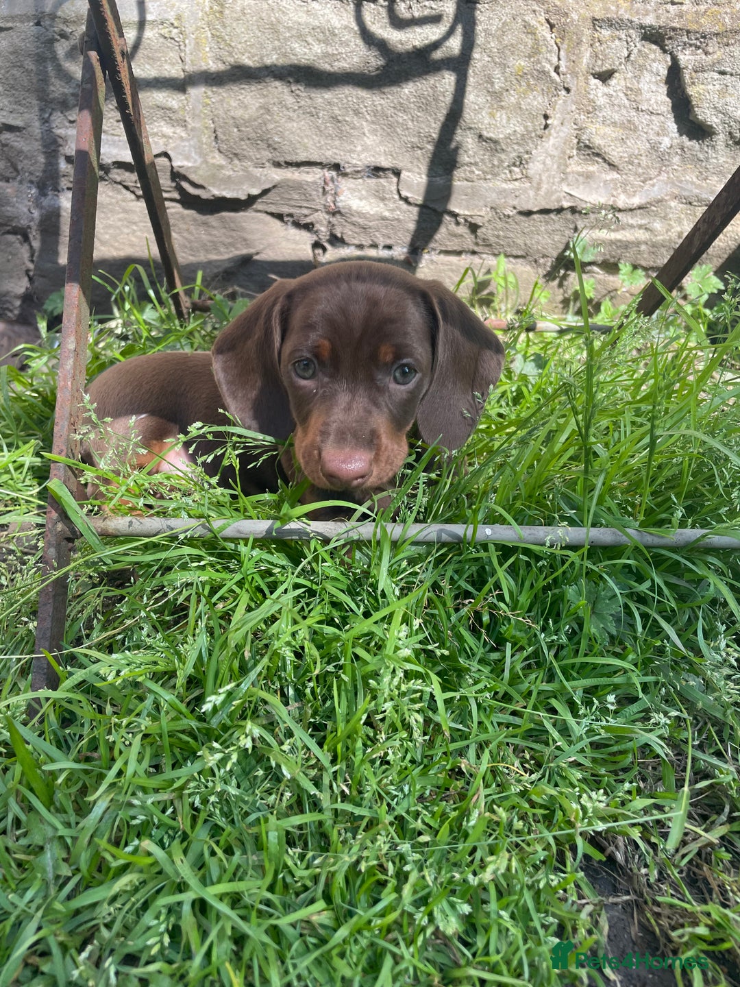 Miniature Dachshund dogs for sale: Miniature dachshund  - Image 3