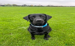 Labrador Retriever dogs for sale: Male Black Labrador  - Image 8