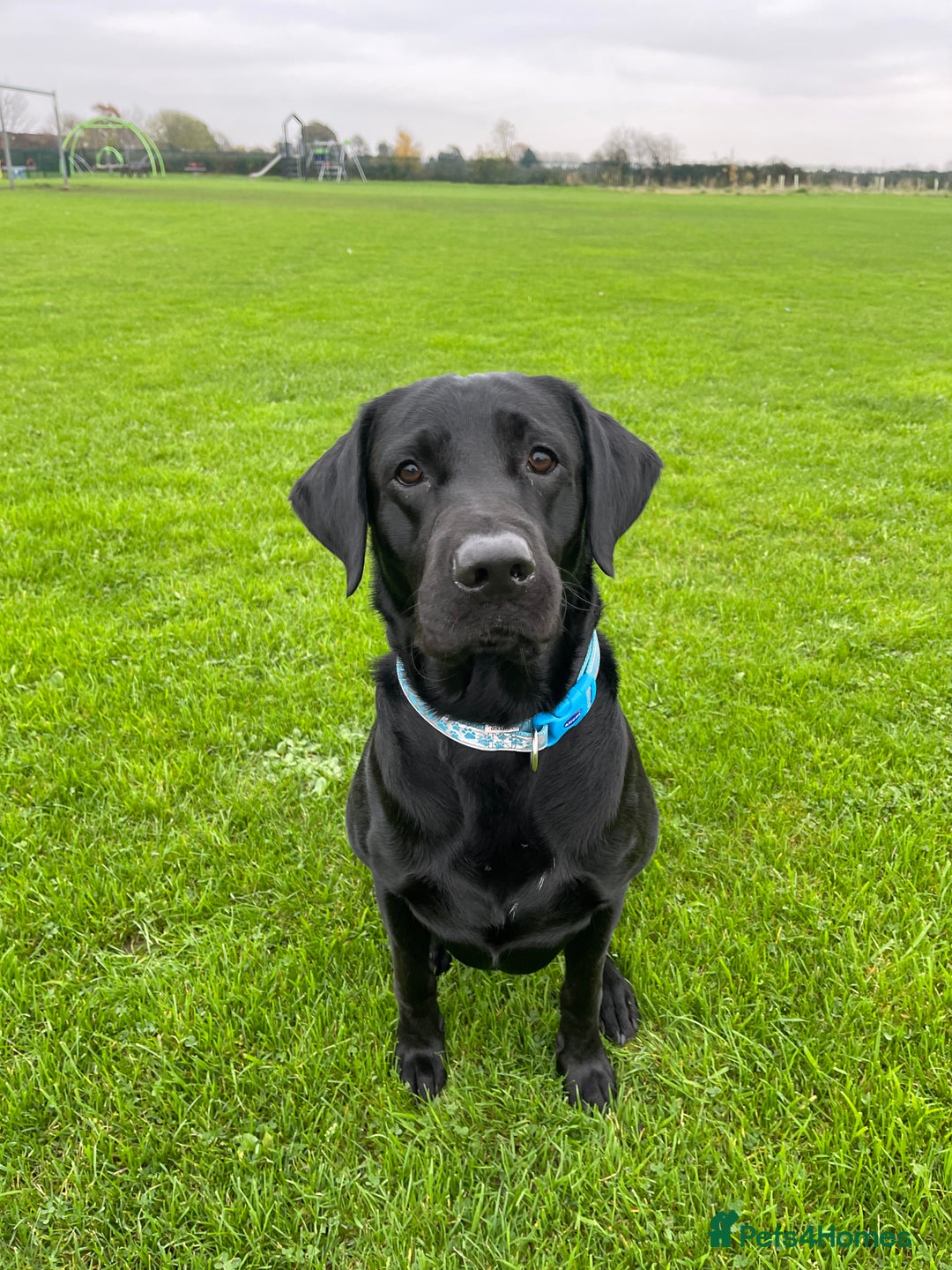 Labrador Retriever dogs for sale: Male Black Labrador  - Image 8