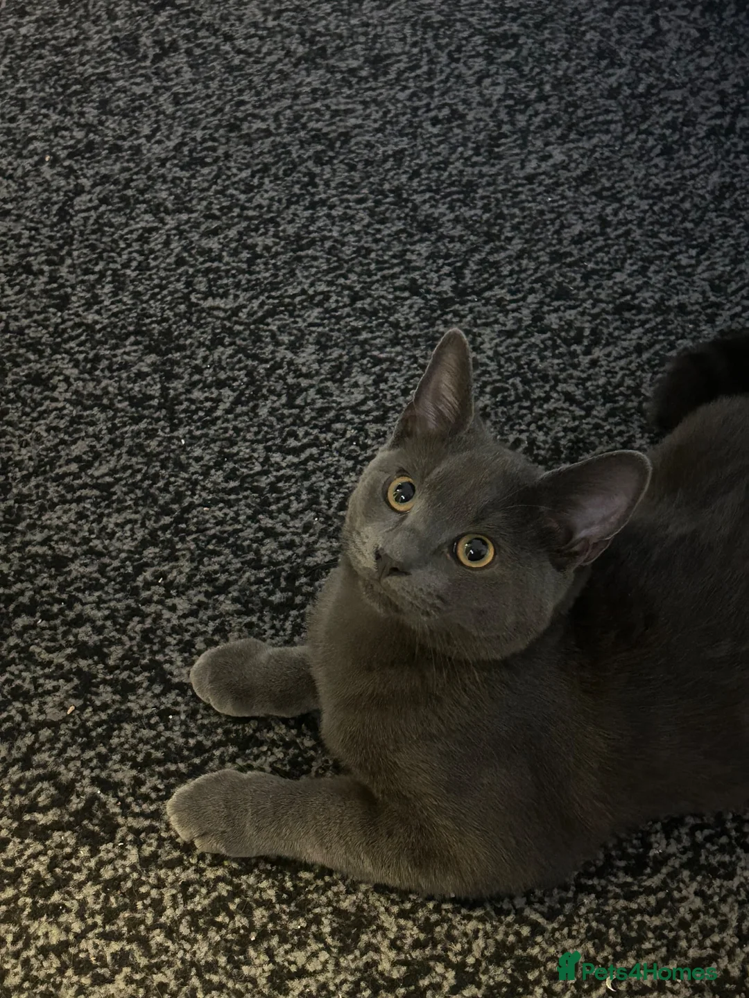 Mixed Breed cats for sale: 2 male kittens  in Barnsley - Advert 2