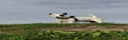 Jack Russell dogs for stud: Reksio    - Advert 2