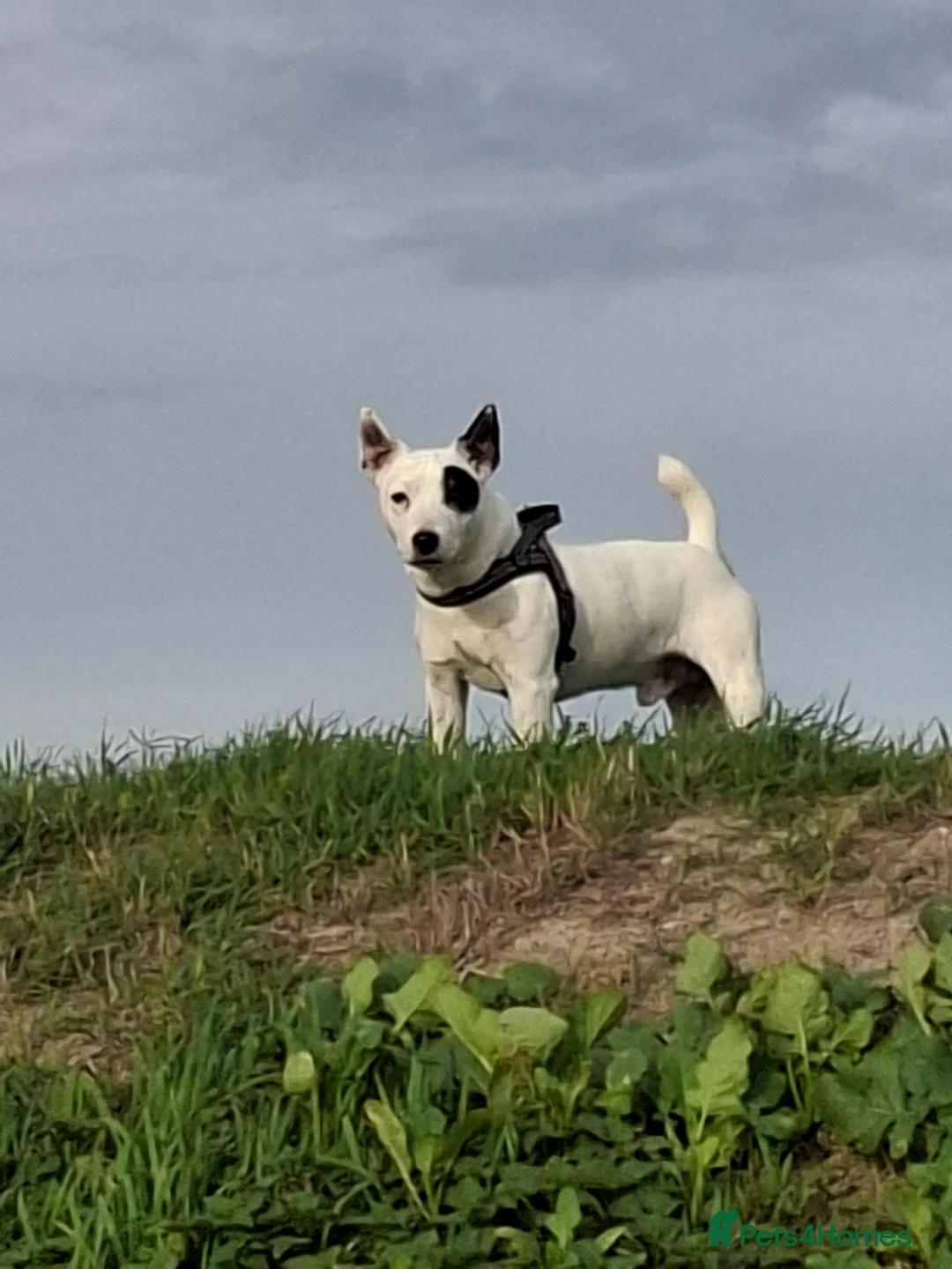 Jack Russell dogs for stud: Reksio    - Advert 2
