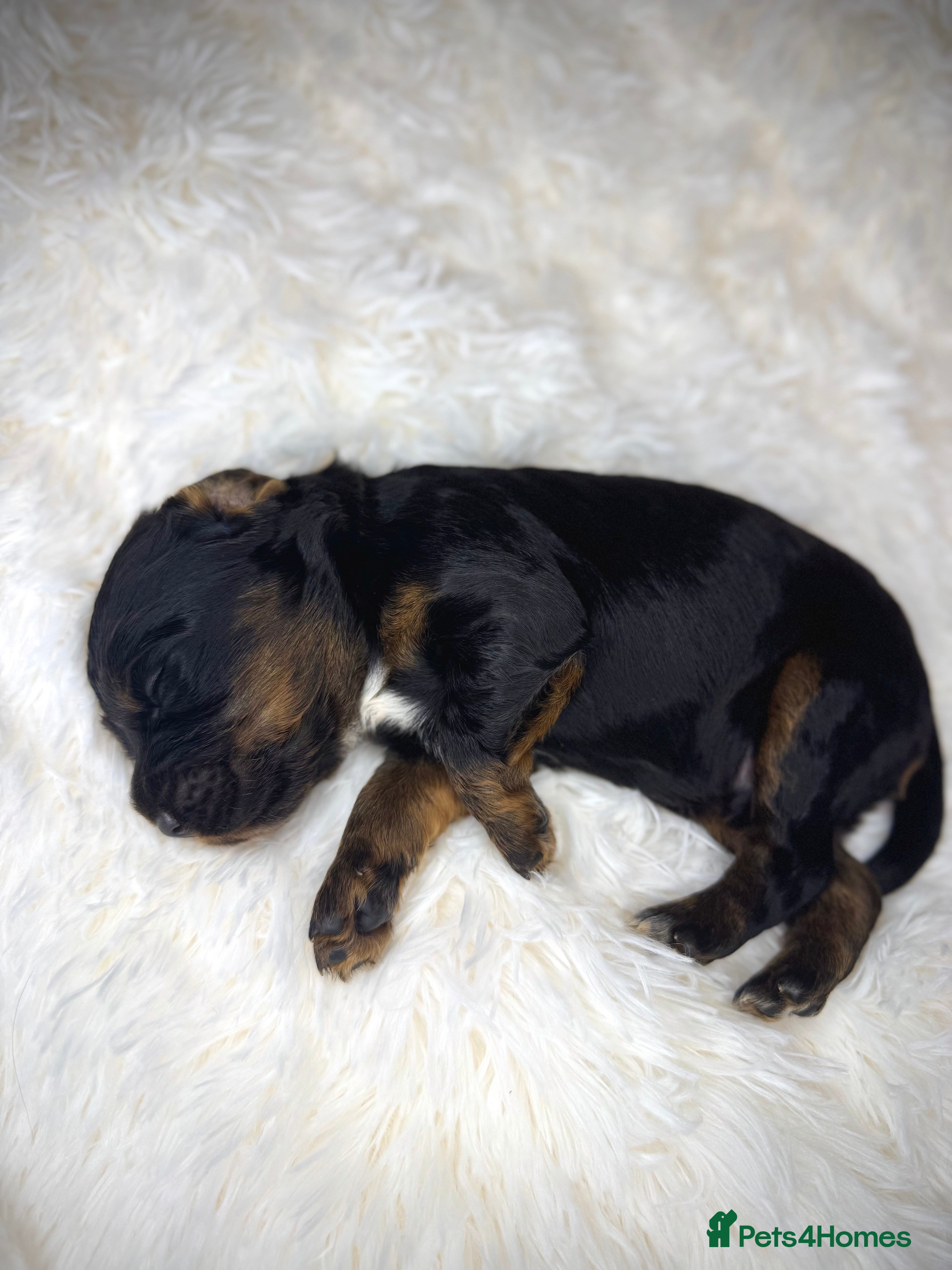 Cocker Spaniel dogs Health tested KC Registered working cocker Spaniel - Advert 1