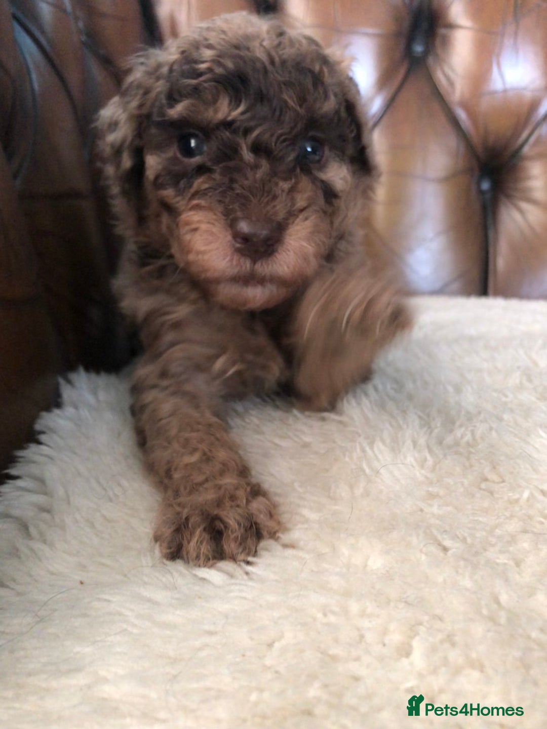Labradoodle dogs for sale: Miniature Curly-Coated Teddybear Labradoodles  - Advert 10
