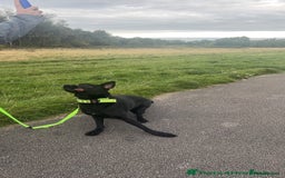 German Shepherd dogs for sale: Luna 14 months girl  - Image 2