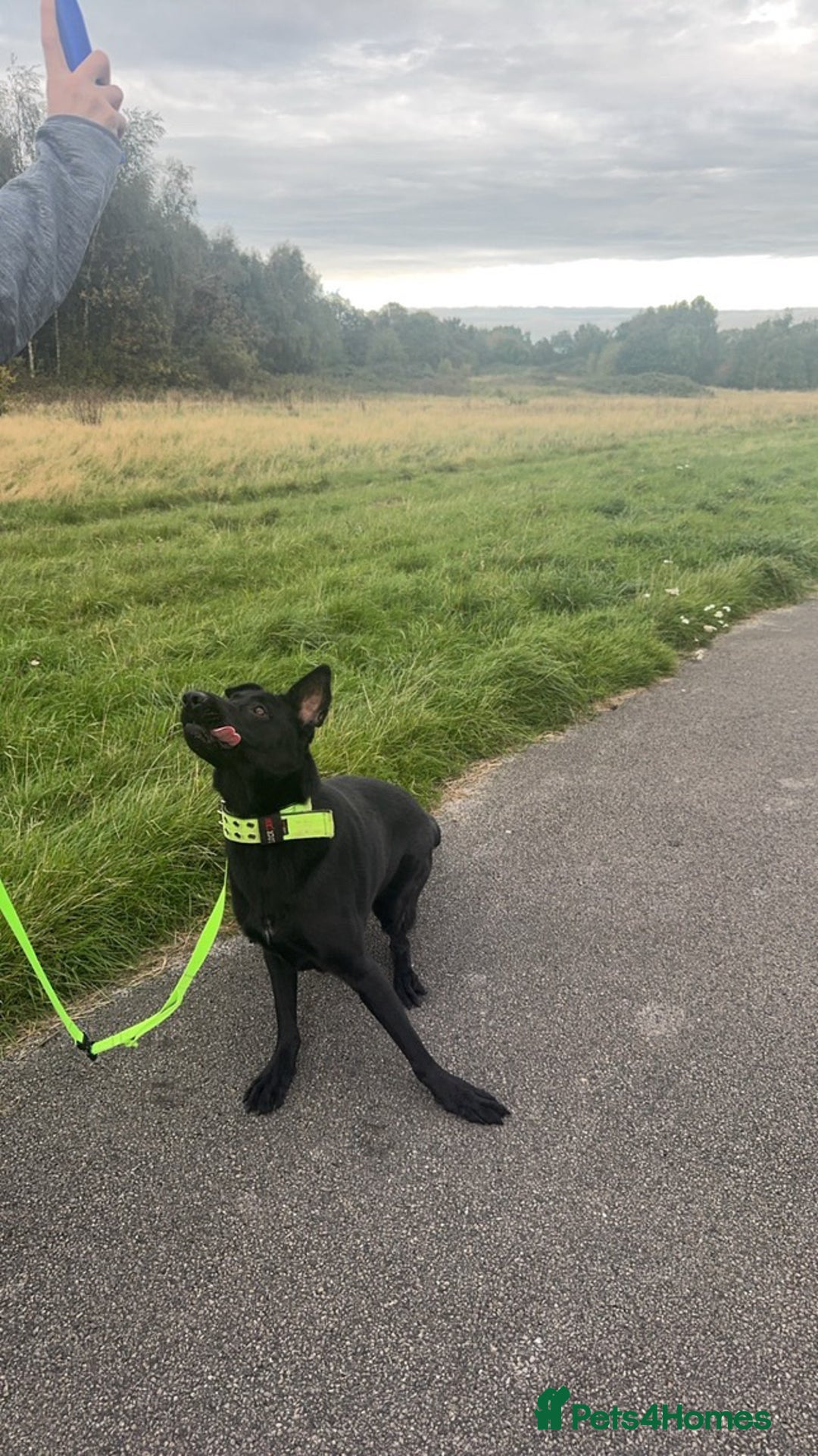 German Shepherd dogs for sale: Luna 14 months girl  - Image 2