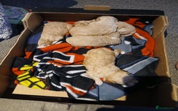 Maltipoo dogs for sale: Maltypoo pups - Image 13