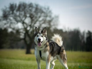 Siberian Husky dogs Beautiful proven Siberian Husky ready for stud! in Preston - Advert 6