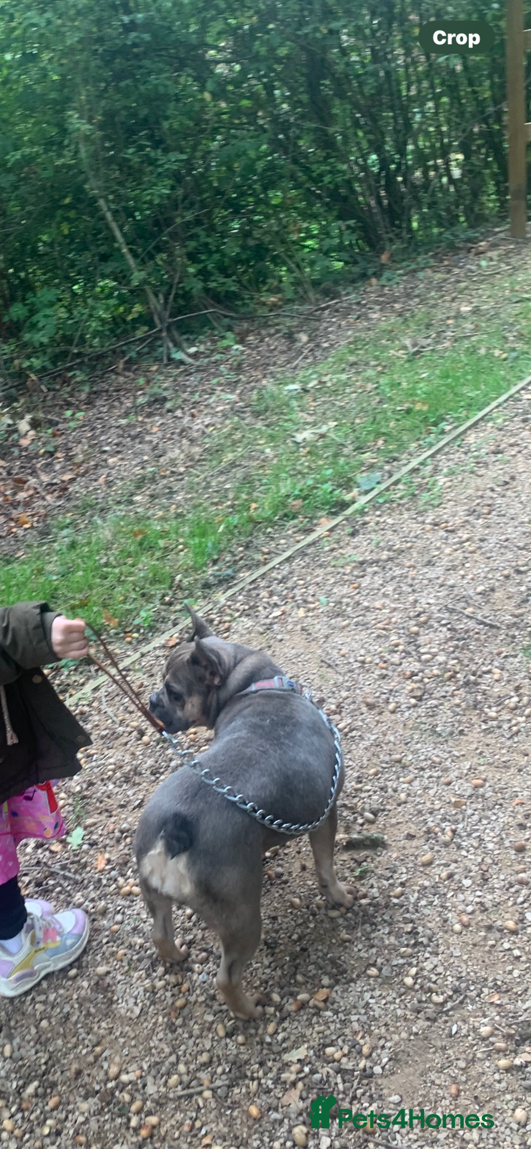 French Bulldog dogs for sale: Blue fawn French bulldog girl  - Advert 2