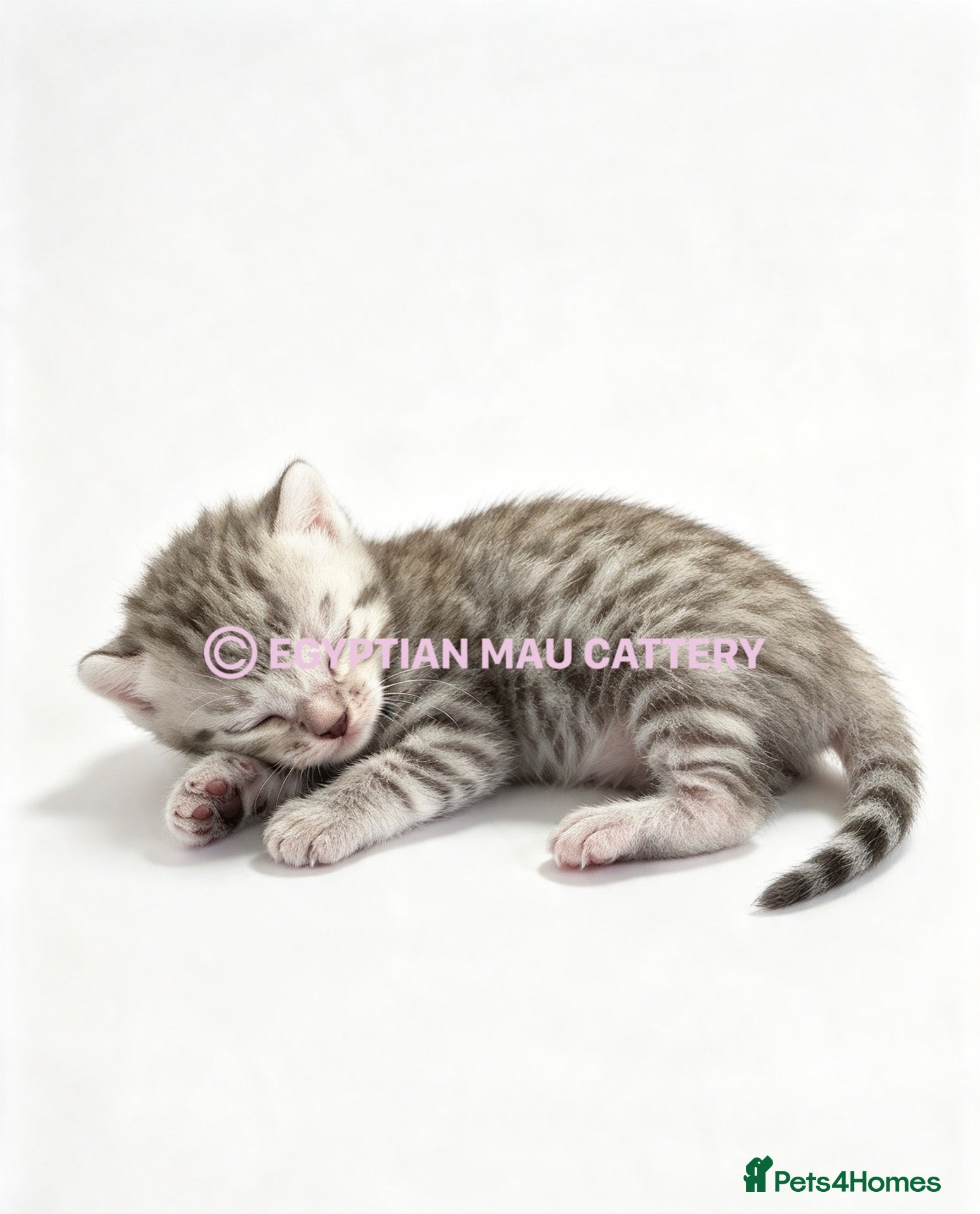 Egyptian Mau cats TICA reg SNOW LEOPARD EGYPTIAN MAU X BENGAL  - Advert 1