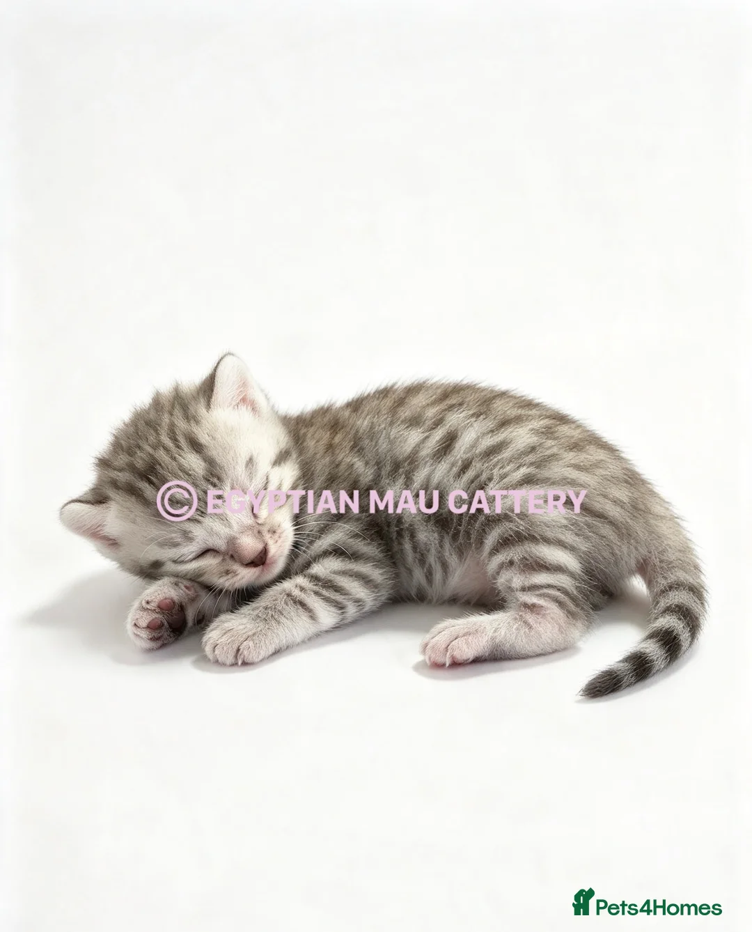 Egyptian Mau cats for sale: TICA reg SNOW LEOPARD EGYPTIAN MAU X BENGAL  - Advert 1
