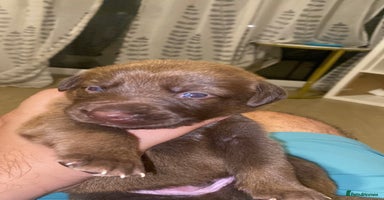 Mixed Breed dogs Beautiful Family-Raised Sheprador Puppies - Advert 3