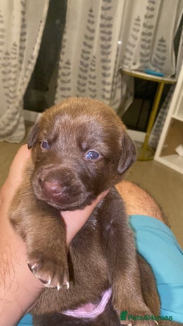 Mixed Breed dogs Beautiful Family-Raised Sheprador Puppies - Advert 5