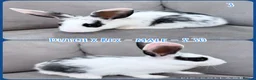 Mixed Breed rabbits for sale: Dutch x Rex Baby Rabbits - Advert 5