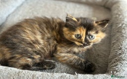 Mixed Breed cats for sale: 2 Tabby's and calico kitten for sale - Image 11