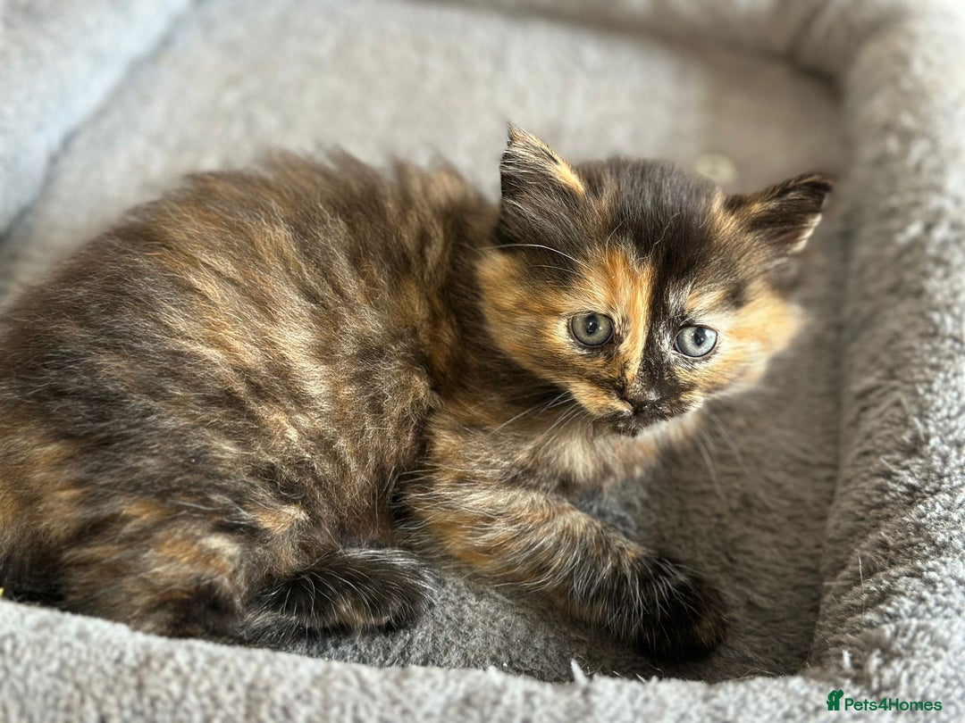 Mixed Breed cats for sale: 2 Tabby's and calico kitten for sale - Image 11
