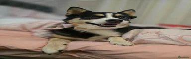 Pomsky 1