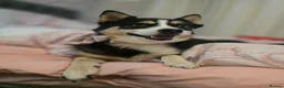 Pomsky dogs for sale: Reluctant sale of beloved girl - Advert 5