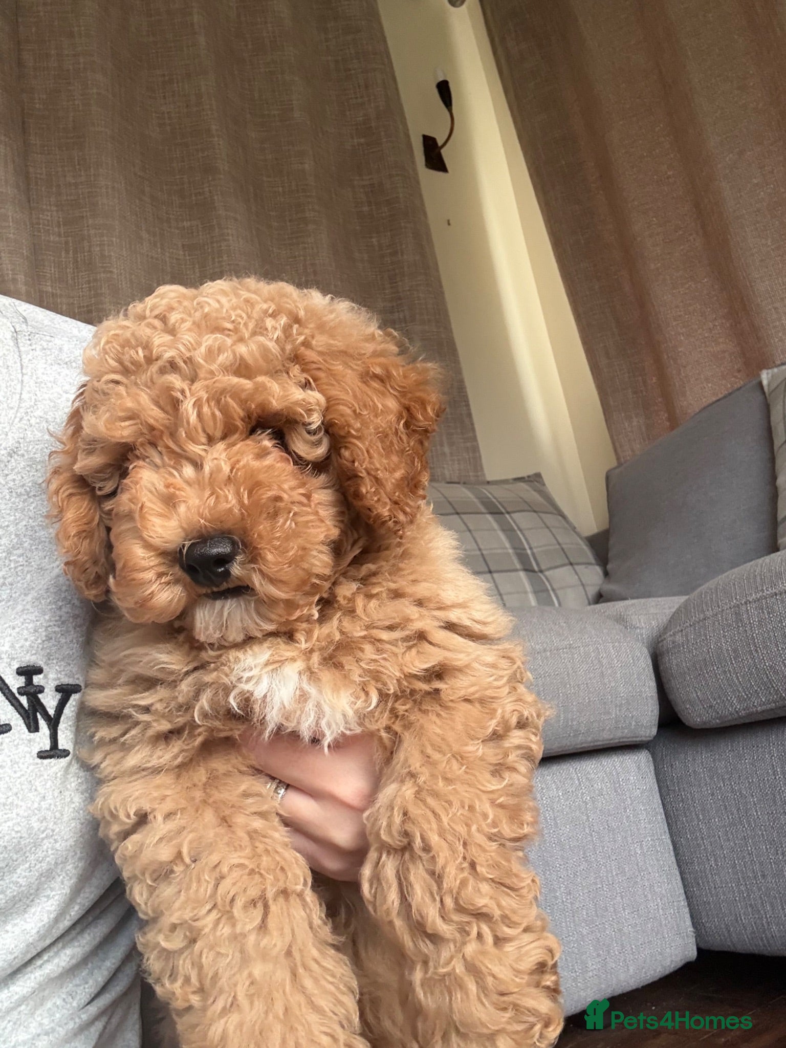Cavapoo dogs FB1 CAVAPOO 2 BOYS LEFT🐶  - Advert 17