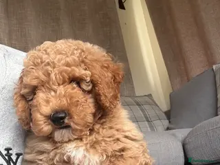 Cavapoo dogs FB1 CAVAPOO 2 BOYS LEFT🐶 - Advert 17