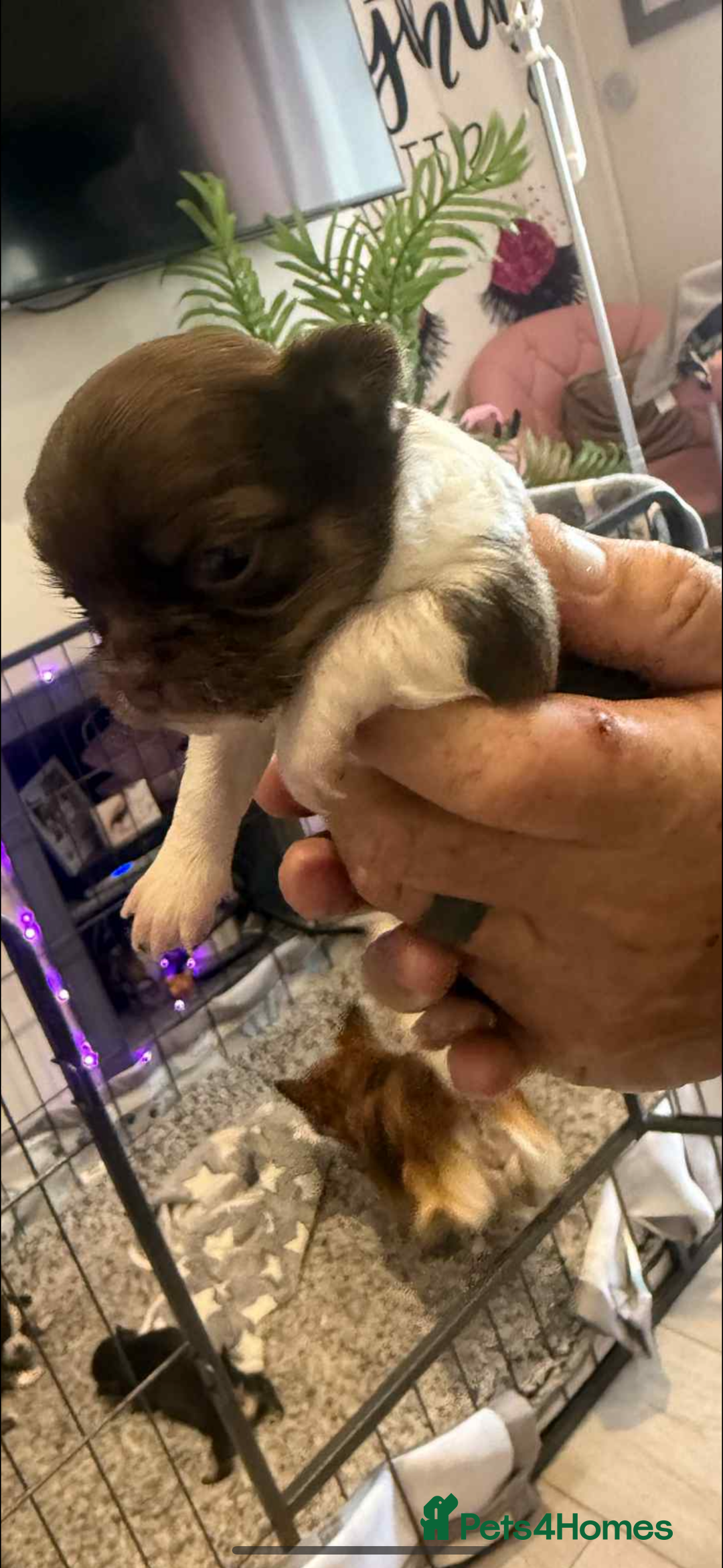 Chihuahua dogs for sale:  ❤️ K.C Registered Fluffy chocolate baby’s 🥰 - Image 20