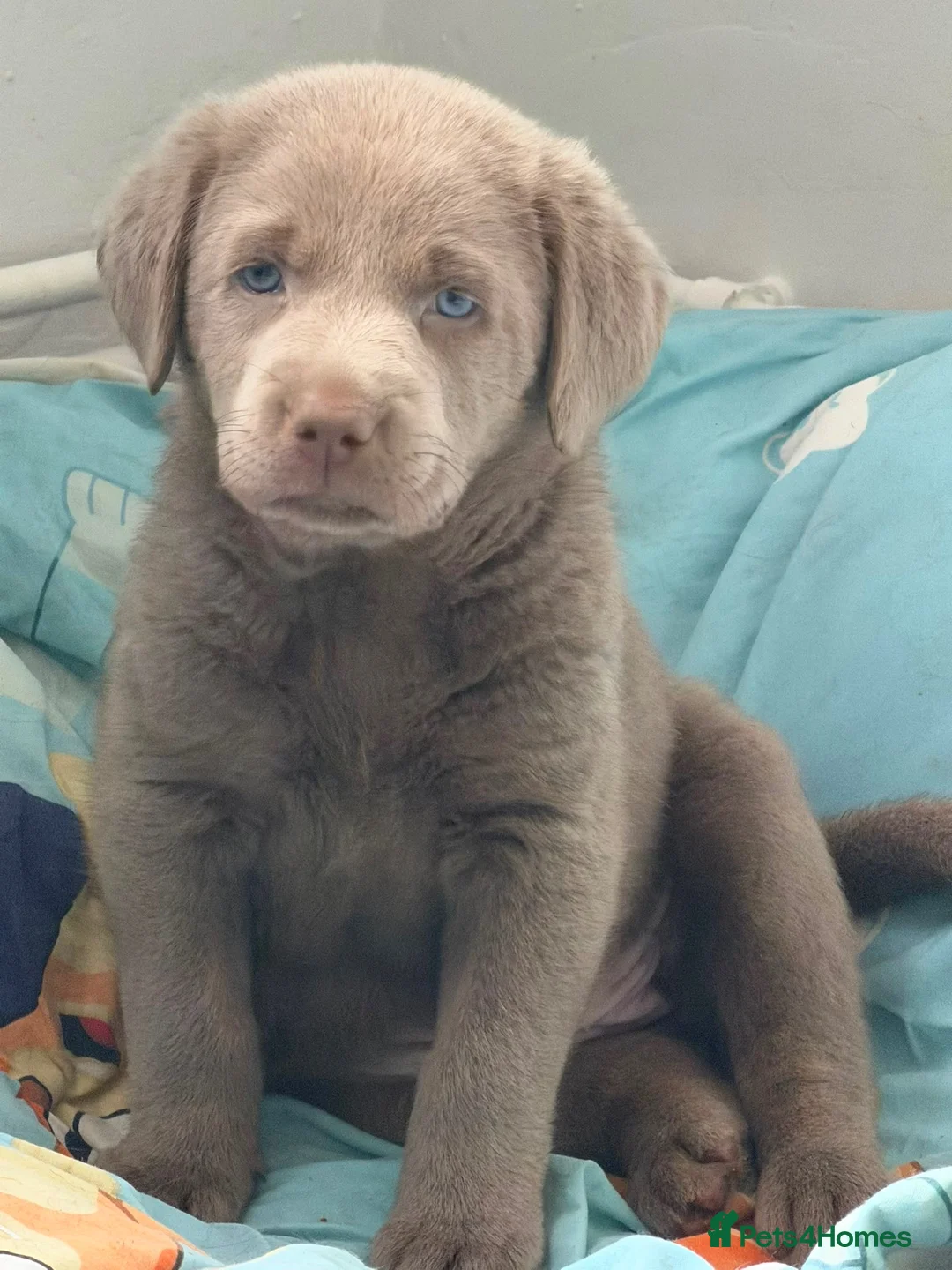 Labrador Retriever dogs for sale: Big beautiful chunky Labrador puppies - Advert 2