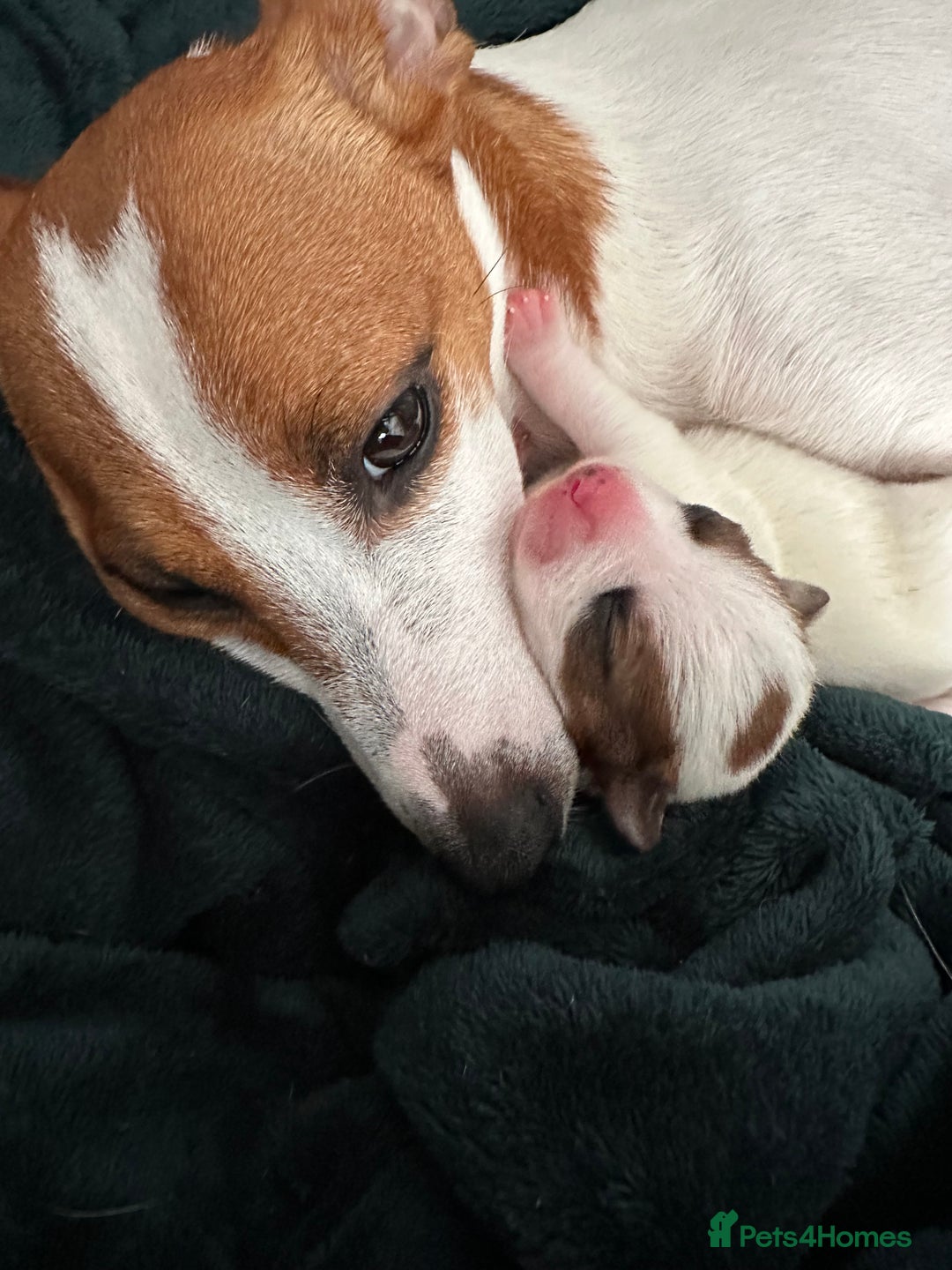 Jack Russell dogs for sale: 3 beautiful Jack russels left  - Advert 3