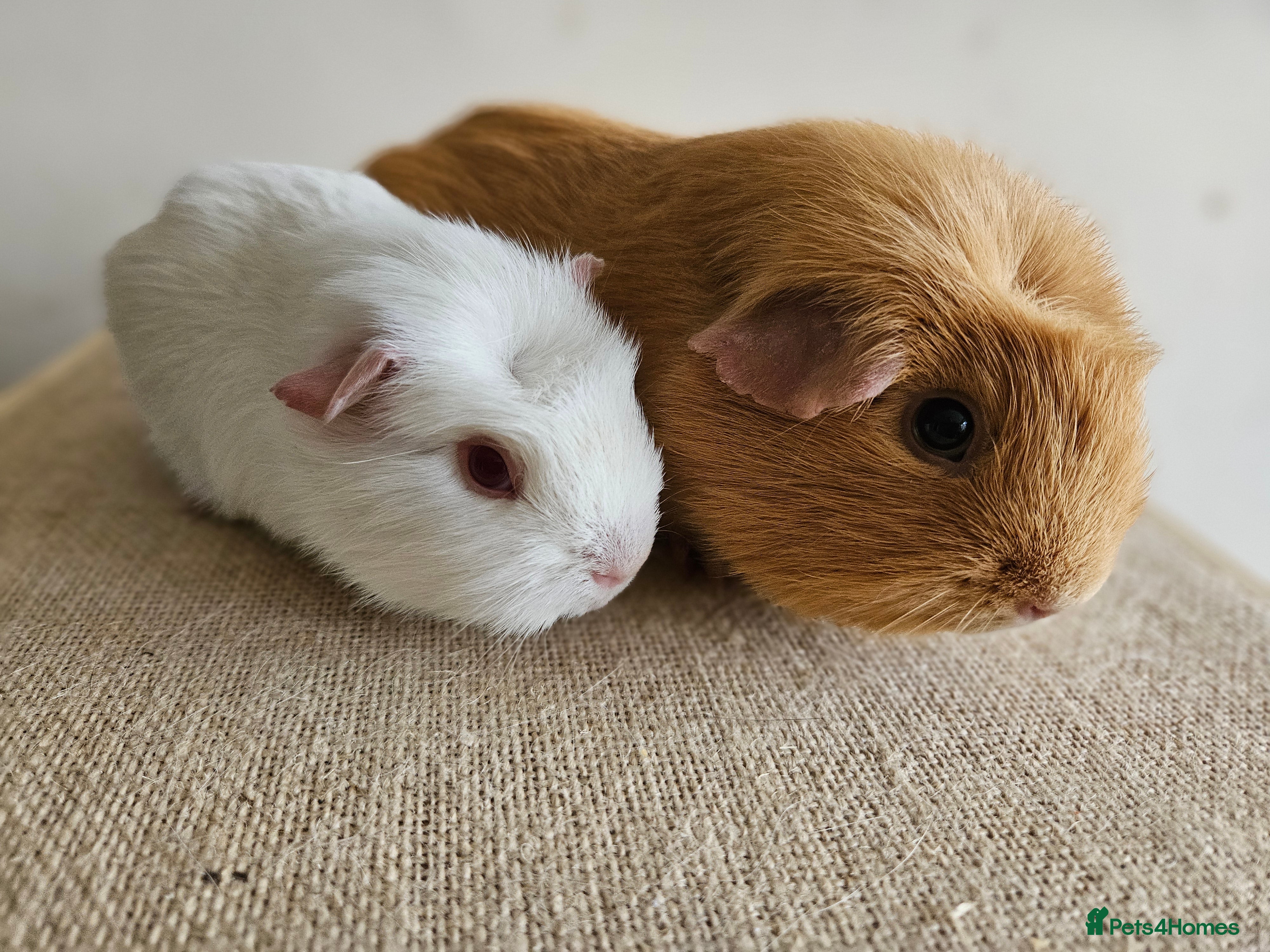 Guinea Pig rodents Bonded pairs of baby/young male guinea pigs - Advert 14