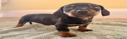 Miniature Dachshund dogs for sale: Cutie Beauty Miniature Dachshund Puppies in Nottingham - Advert 37