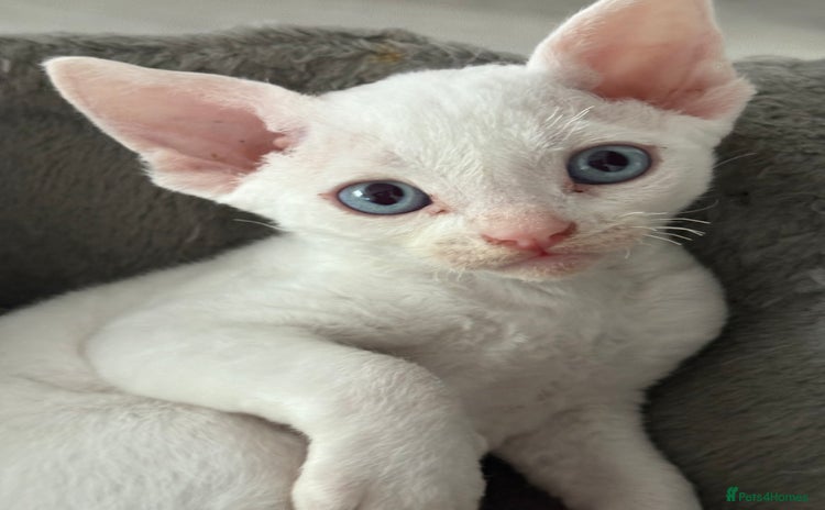Devon Rex cats - Advert 1