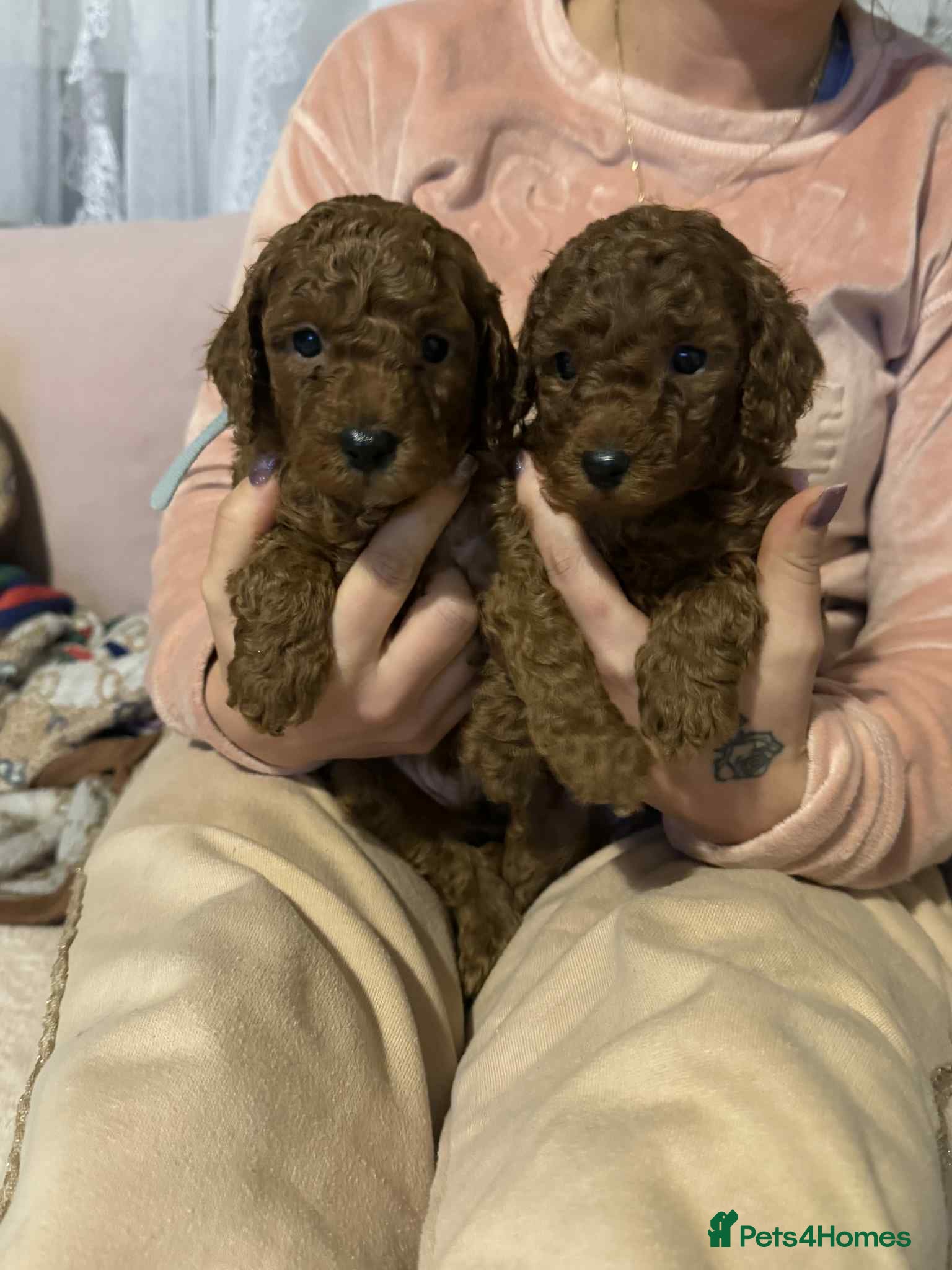 Toy Poodle dogs Beautifull poodle’s - Advert 3