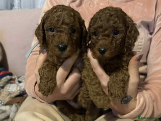 Toy Poodle dogs Beautifull poodle’s - Advert 2