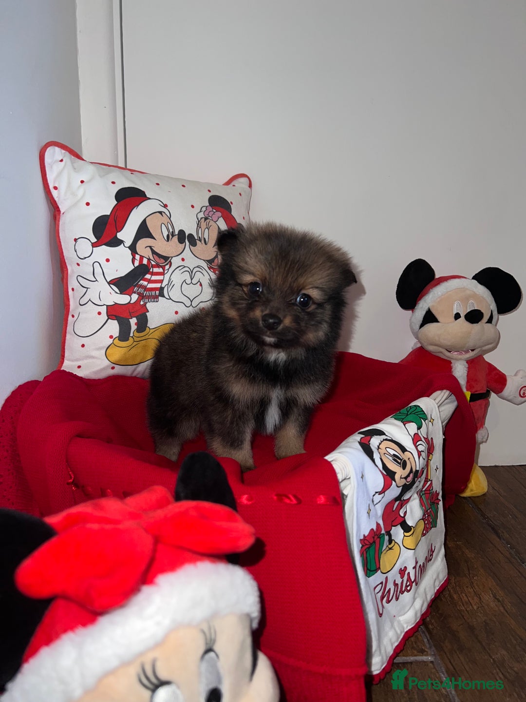 Pomeranian dogs for sale: Beautiful Pomeranian puppy’s  - Image 3