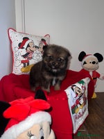 Pomeranian dogs - Advert 7