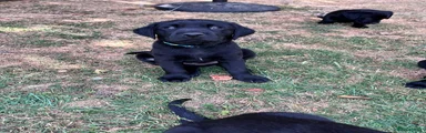 Labrador Retriever 2