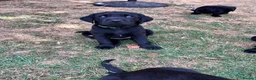 Labrador Retriever dogs for sale: Beautiful natured working Labradors  - Advert 21