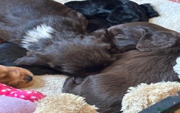 Cocker Spaniel dogs for sale: Gorgeous cocker spaniel ( working type) - Advert 3