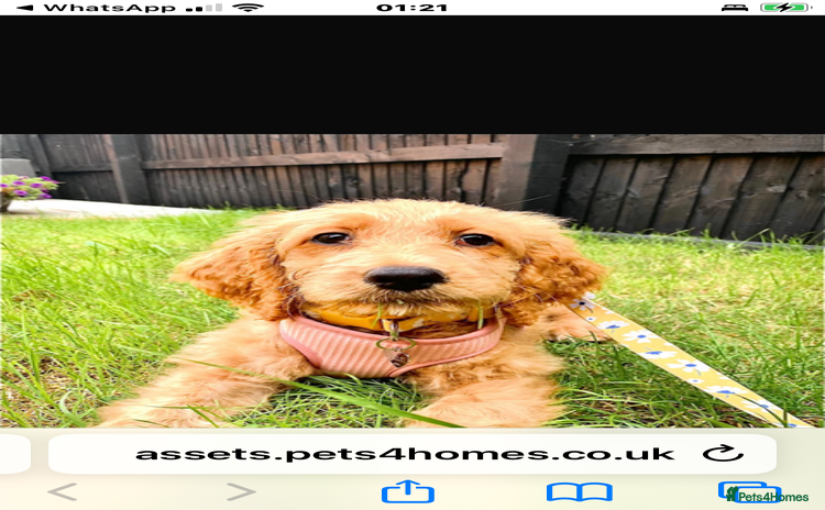 Goldendoodle dogs - Advert 2