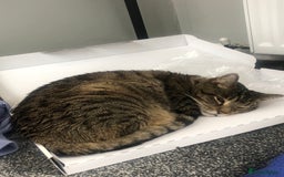 Domestic Shorthair cats for sale: Sweet boy free to a good home - Image 6