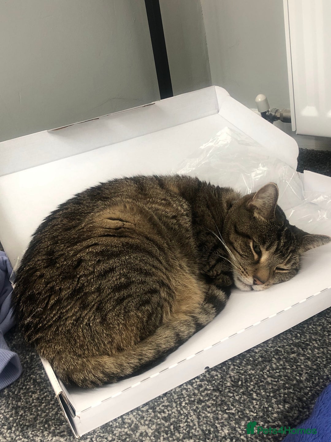 Domestic Shorthair cats for sale: Sweet boy free to a good home - Image 6