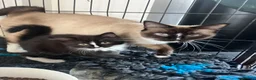 Ragdoll cats for sale: Beautiful Ragdoll X - Advert 15