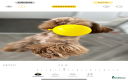 Shih Tzu dogs for stud: Chocolate Shih Tzu for Stud - Image 4