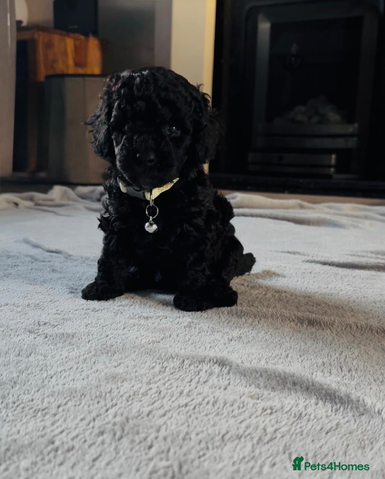 Cockapoo dogs Toy Cockapoo Puppies | DNA & Health Tested Parents - Advert 2