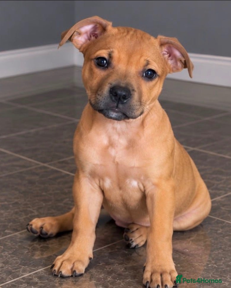 Staffordshire Bull Terrier dogs for sale: 🐾 STUNNING RED STAFFIE PUPPIES 🐾 - Advert 2